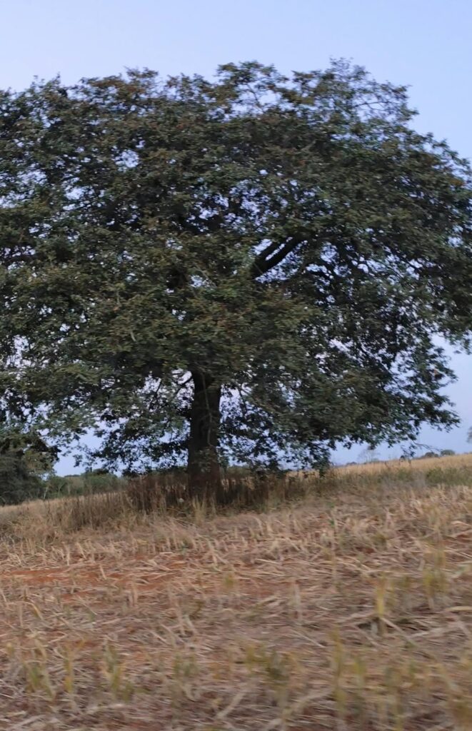 Área de 3 alqueires com asfalto na porta e mata nativa perto do Arca Park, Trindade-GO – R$ 600 mil o alqueire