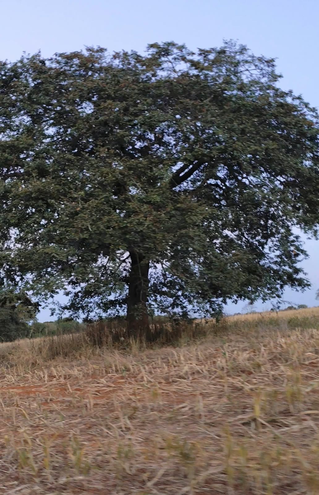 Área de 3 alqueires com asfalto na porta e mata nativa perto do Arca Park, Trindade-GO – R$ 600 mil o alqueire