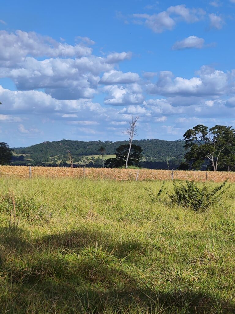 Fazenda de 14 alqueires à venda perto de Trindade-GO