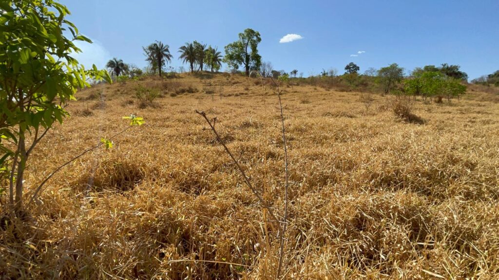 Fazenda de 20 alqueires à venda em Trindade-GO