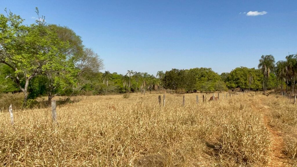 Fazenda de 20 alqueires à venda em Trindade-GO