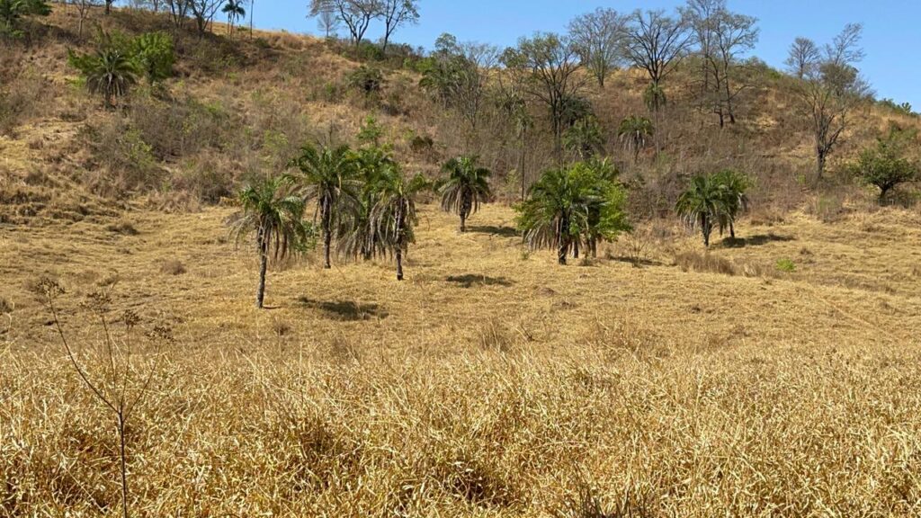 Fazenda de 20 alqueires à venda em Trindade-GO