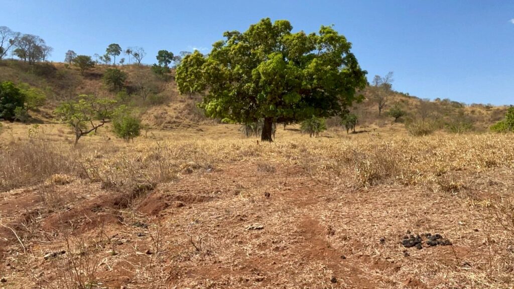Fazenda de 20 alqueires à venda em Trindade-GO