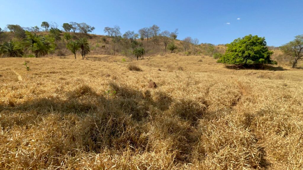Fazenda de 20 alqueires à venda em Trindade-GO