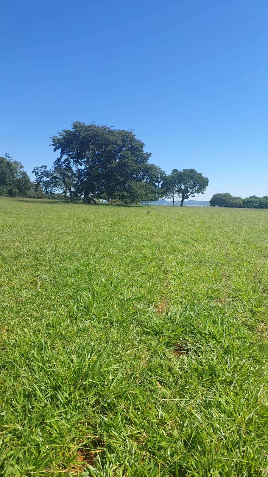 Fazenda de 33 alqueires com lavoura de soja em Jaraguá-GO – terra plana – R$ 9 milhões