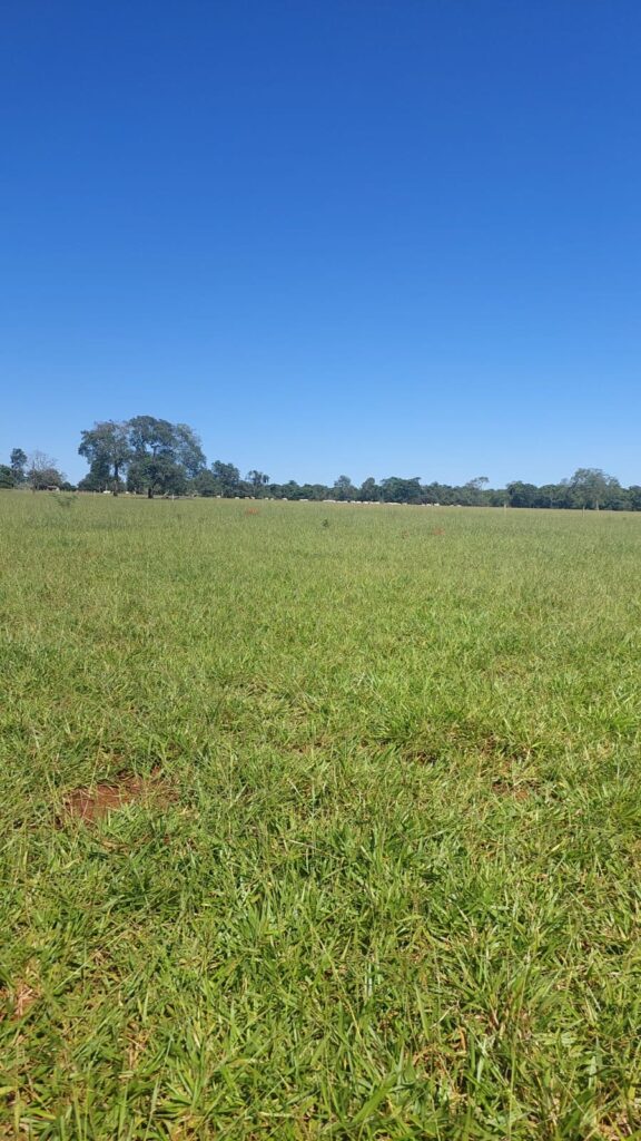 Fazenda de 33 alqueires com lavoura à venda em Jaraguá-GO