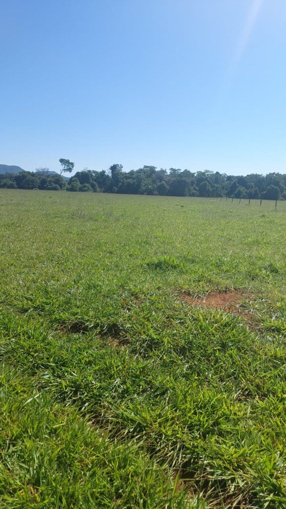 Fazenda de 33 alqueires com lavoura à venda em Jaraguá-GO