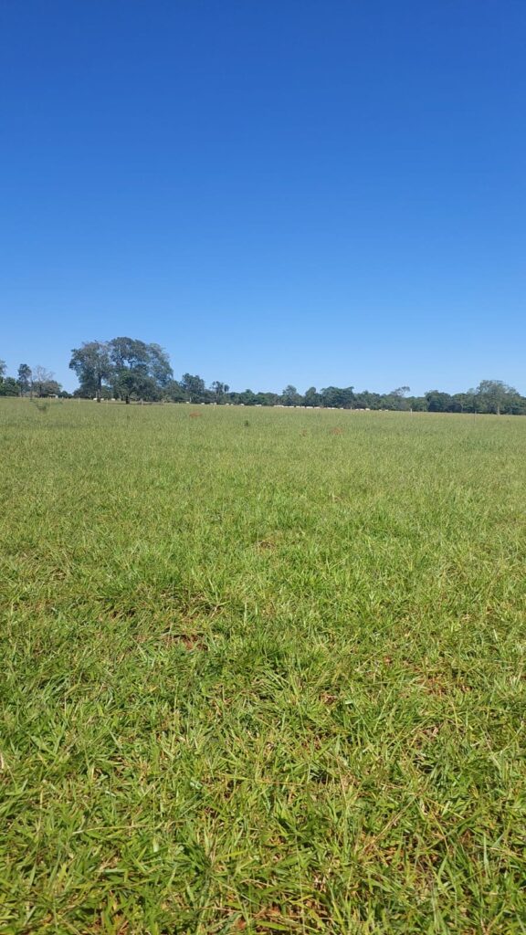 Fazenda de 33 alqueires com lavoura à venda em Jaraguá-GO
