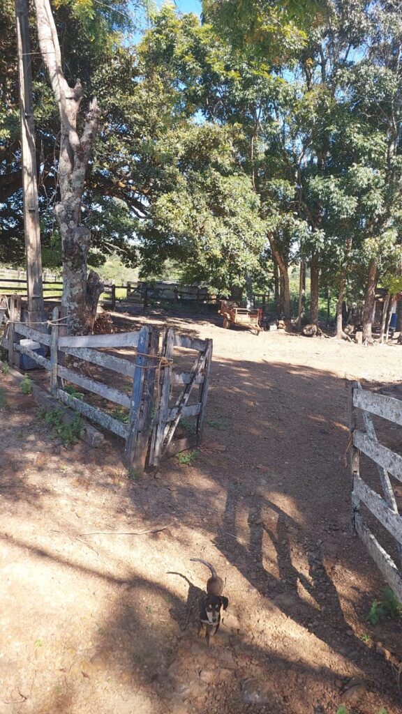 Fazenda de 33 alqueires com lavoura à venda em Jaraguá-GO