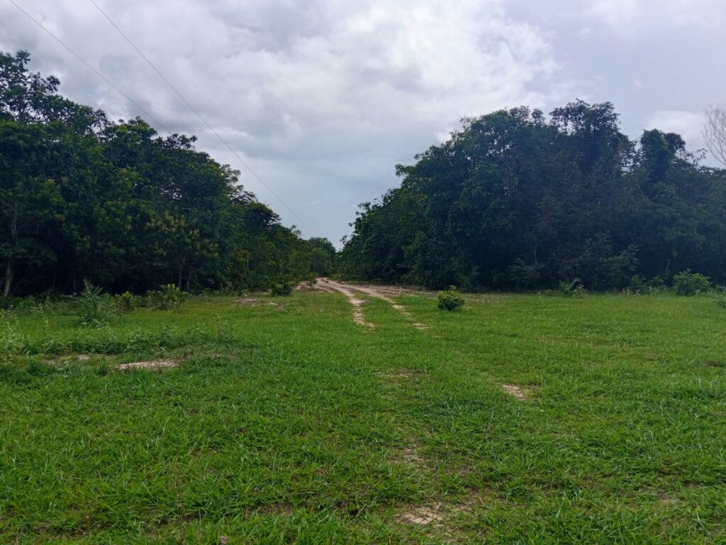 Fazenda de 424 alqueires à venda em Araguaiana-MT