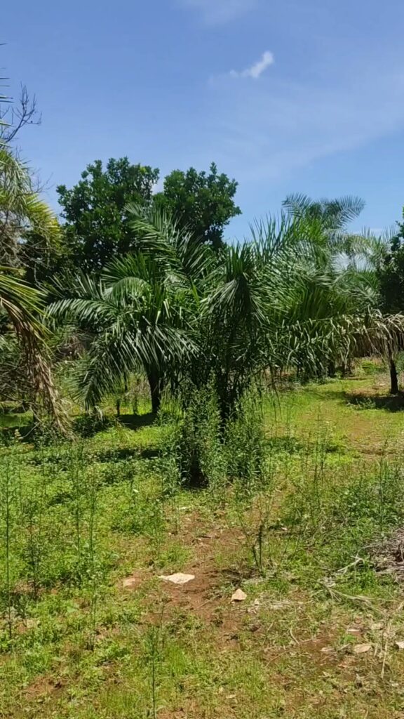 Chácara à venda no Condomínio Veredas do Lago, Trindade-GO